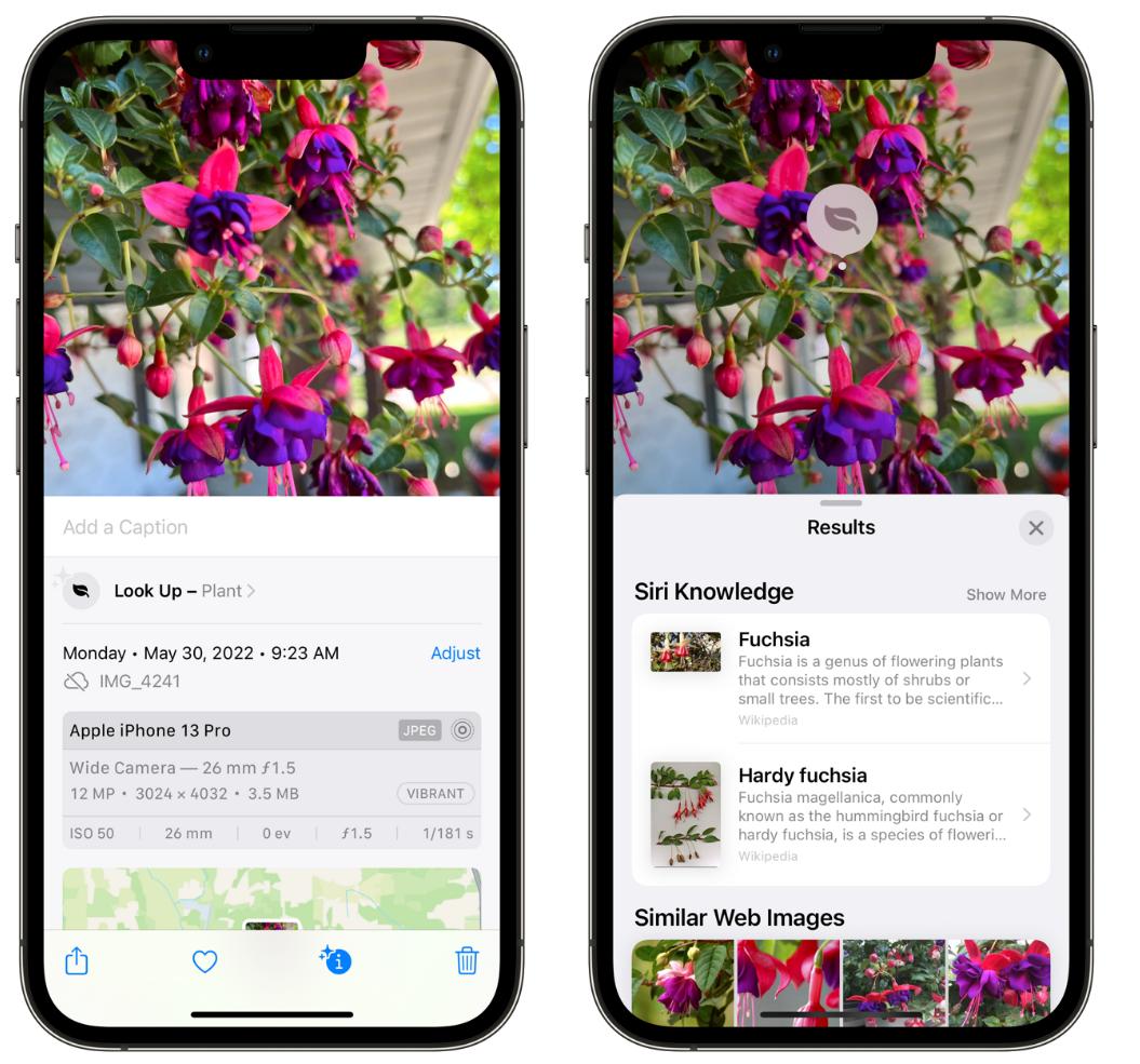 自贡苹果手机维修分享小技巧：使用 iPhone 相机识别花卉植物 